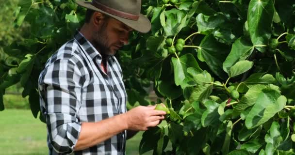 Ekose Gömlekli Kovboy Şapkalı Bir Amerikalı Çiftçi Incir Ağacının Yanında — Stok video