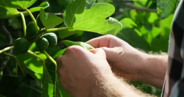 Americký Farmář Kostkované Košili Kovbojském Klobouku Stojí Fíkovníku Prohlíží Novou — Stock video
