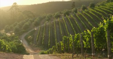 Gün batımında çekilmiş ekstra geniş panoramik bir üzüm bağı görüntüsü. Şarap yolu boyunca şarap imalatı için üzüm bağları ve üzüm bağları. Üzüm bağlarının sıraları, sarmaşıklar, sonbahar manzarası.
