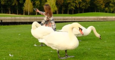 Harika bir sabah sahnesi, sisli bir sabah, gölde güzel görkemli bir kuğu sabah sisi, peri masalı, kuğu gölü, güzellik. Havalı fotoğrafçı kız bir kuş sürüsünün arka planında selfie çekiyor.