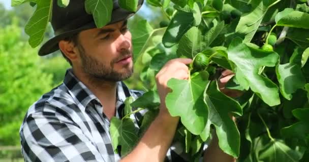 农民检查成熟水果的质量 颜色和质量 一个人手里拿着巨大的无花果放在一棵无花果树上 叶子是从一片生态区的一棵树上采集来的 — 图库视频影像