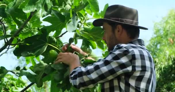 Farmář Kontroluje Kvalitu Zralého Ovoce Jeho Barvu Kvalitu Ruce Muže — Stock video