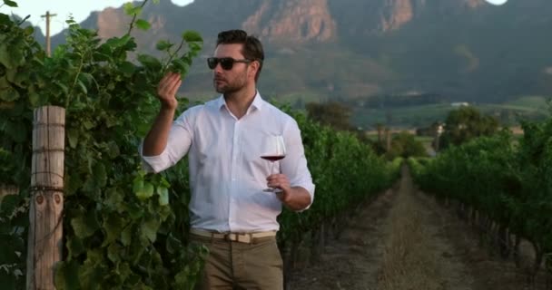 Stylish Man White Shirt Glass Red Wine Walks Grapes Handsome — Vídeo de Stock