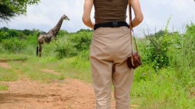 girl traveler in safari style photographs a giraffe in the savannah. Happy zoology student girl taking photo while giraffe drinking from lake. traveler girl watching giraffes in the savannah