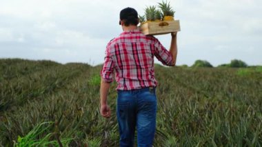 young cheerful man holds box full of fresh fruits. Successful farmers, organic gardeners pride of excellent harvest of eco fruits. man wearing gloves with fresh pineapple in the box in his hands