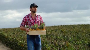 young farmer holding fresh pineapples in a basket. The concept of biological, bio products, bio ecology, grown by own hands, vegetarians, salads healthy. a farmer walks through a field of pineapples
