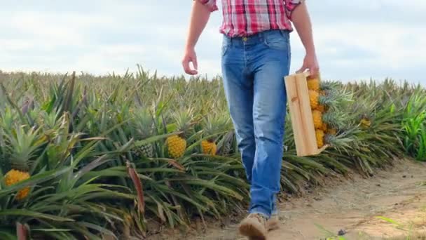 Young Farmer Holding Fresh Pineapples Basket Concept Biological Bio Products — Video Stock