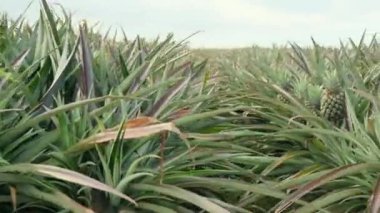 Pineapple tropical fruit growing in a farm. Home pineapple. Mini grow queensland plant. Tree farm field. Nature ecology food. Sweet fruit harvest. Thailang argiculture concept. Home garden