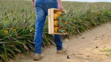 young farmer holding fresh pineapples in a basket. The concept of biological, bio products, bio ecology, grown by own hands, vegetarians, salads healthy. a farmer walks through a field of pineapples