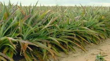 Pineapple tropical fruit growing in a farm. Home pineapple. Mini grow queensland plant. Tree farm field. Nature ecology food. Sweet fruit harvest. Thailang argiculture concept. Home garden