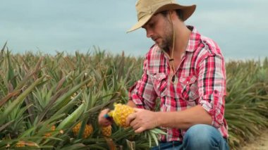 Ananas çiftliğinde hasat yapan çiftçi. Çiftçi çiftlikte ananas yetiştiriyor. Tarım endüstrisi, tarım sektörü konsepti. Amerikalı çiftçi tarlada olgun ananas keser ve tatlı meyve yer.
