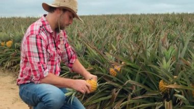 Ananas çiftliğinde hasat yapan çiftçi. Çiftçi çiftlikte ananas yetiştiriyor. Tarım endüstrisi, tarım sektörü konsepti. Amerikalı çiftçi tarlada olgun ananas keser ve tatlı meyve yer.