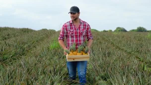 Confident Mature Farmer Inspects Chickpea Growth Walking Field Fresh Green — Stock Video