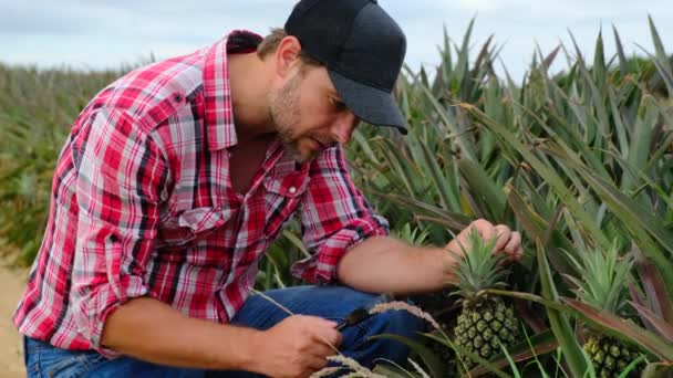 Zelfverzekerde Volwassen Landbouwer Boer Agronomist Rijpe Tarwe Veld Planning Oogst — Stockvideo