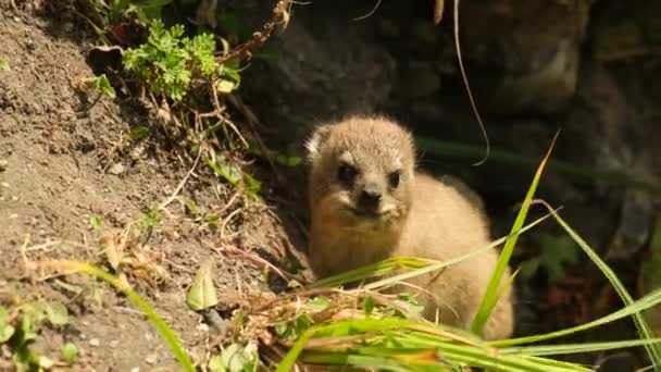 Cape Hyrax Kelinci Batu Dan Coney Mamalia Darat Berukuran Sedang — Stok Video