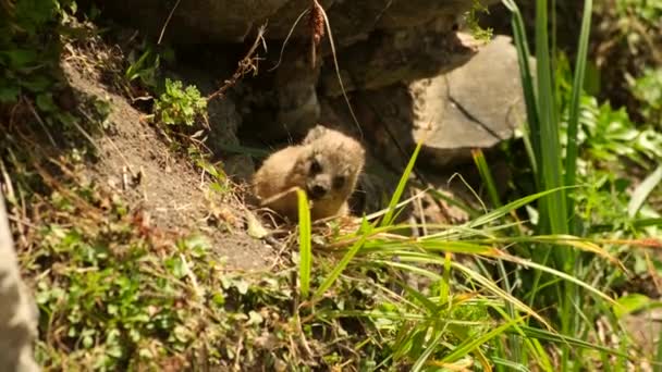 Mys Hyrax Skalní Králík Kuželovitý Středně Velký Suchozemský Savec Původem — Stock video