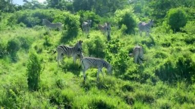 Kenya Ulusal Parkı 'ndaki otlakta yaşayan zebra sürüsü. Doğadan, Afrika 'dan vahşi yaşam sahnesi. İlginç bir hayvan iletişimi. Vahşi doğa. Büyük burun. Komik görünüşlü şirin zebra..