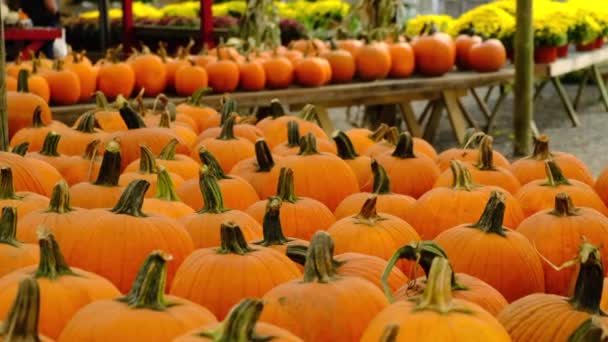 Narancs Sütőtök Fekszik Pulton Vagy Tök Mező Készen Áll Halloween — Stock videók