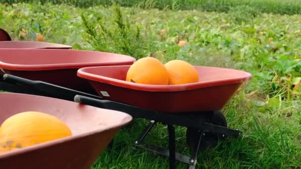 Narancs Sütőtök Fekszik Pulton Vagy Tök Mező Készen Áll Halloween — Stock videók