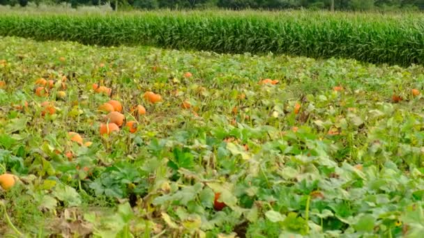 Calabazas Color Naranja Encuentran Mostrador Campo Calabazas Listo Para Las — Vídeos de Stock