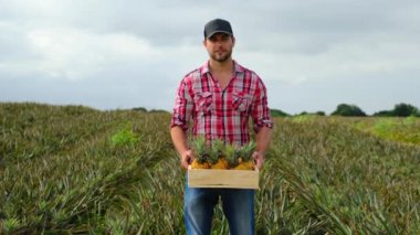 Eller genç çiftçi organik ananas kültürü tarla hasat bahçesi beslenme organik taze portre kutusunu tutuyor. Erkek çiftçi, elinde bir kutu taze ananas tarlasında yürüyor.