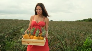 Elbise giymiş güzel bir kadın sahada bir kutu ananas tutuyor. Hafif bir yaz elbisesi içinde şık bir kız ananas tarlasında duruyor ve elinde bir kutu ananas tutuyor.