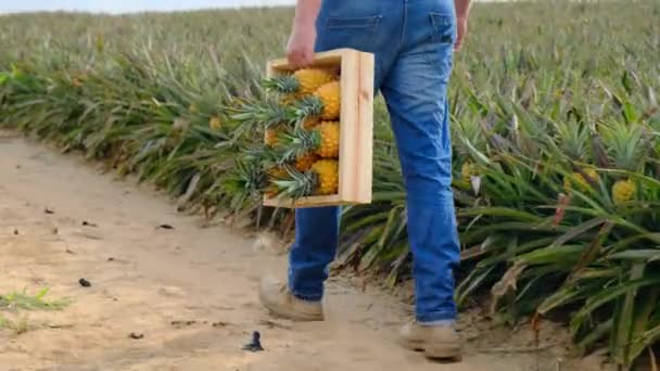 Mãos Jovem Agricultor Está Segurando Uma Caixa Abacaxi Orgânico Cultura — Vídeo de Stock