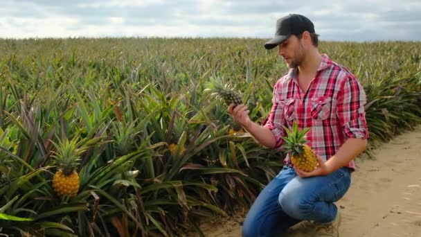 Ekose Gömlekli Kotlu Bir Erkek Çiftçi Ellerini Kaldırıyor Iki Olgun — Stok video