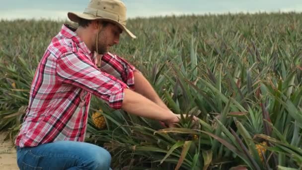 Egy Farmer Kockás Ingben Kalapban Egy Ananászmezőn Késsel Vág Fel — Stock videók