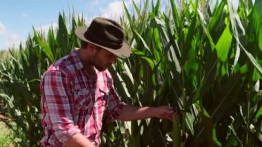 Çiftçi gün batımında mısır tarlasının kalitesini kontrol ediyor. Ekose gömlekli ve kovboy şapkalı bir adam çiftliğindeki mısır mahsulünü kontrol ediyor. Çiftçi tarlasında mısır koçanı teftiş ediyor.