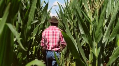 Çiftçi gün batımında mısır tarlasının kalitesini kontrol ediyor. Ekose gömlekli ve kovboy şapkalı bir adam çiftliğindeki mısır mahsulünü kontrol ediyor. Çiftçi tarlasında mısır koçanı teftiş ediyor.
