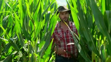 Çiftçi gün batımında mısır tarlasının kalitesini kontrol ediyor. Ekose gömlekli ve kovboy şapkalı bir adam çiftliğindeki mısır mahsulünü kontrol ediyor. Çiftçi tarlasında mısır koçanı teftiş ediyor.