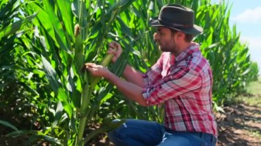 Çiftçi gün batımında mısır tarlasının kalitesini kontrol ediyor. Ekose gömlekli ve kovboy şapkalı bir adam çiftliğindeki mısır mahsulünü kontrol ediyor. Çiftçi tarlasında mısır koçanı teftiş ediyor.