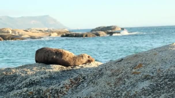 在南极洲 螃蟹海豹躺在冰上 海滩上的一块石头上躺着一只漂亮的灰海豹 沐浴在阳光下 在南非海滩上休息的海豹宝宝 — 图库视频影像