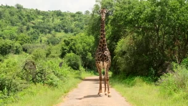 Masai Giraffe Stands Bushes Sunshine Large Giraffe Ruaha National Park — Stock Video