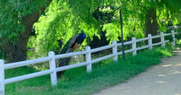 本物の孔雀が羽を開いて木の上に座っている 孔雀の都市公園のベンチに座っている 多色の尾を持つ美しいオスクジャクは公園の木製の柵に座っています — ストック動画
