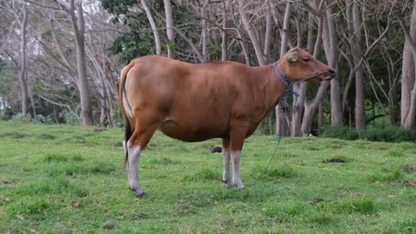 奶牛在天空和绿草的背景上 有趣的棕色奶牛看着摄像机 用舌头在棕榈树和青草的背景下舔着嘴唇 — 图库视频影像
