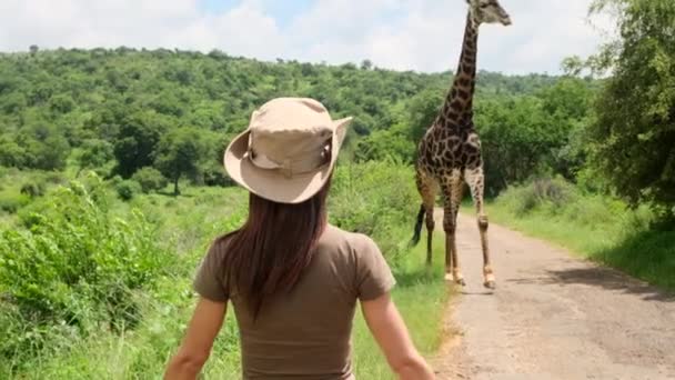 Masai Giraffa Sta Vicino Cespugli Sotto Sole Viaggiatore Con Zaino — Video Stock