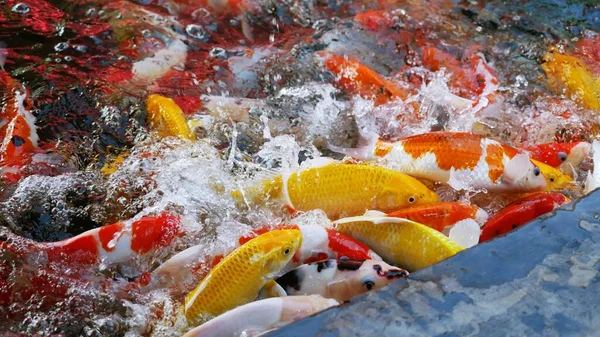 きれいな色鮮やかな鯉が清らかな水の中で泳ぐ — ストック写真