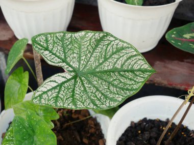 Değişik bitkiler ya da ender bulunan doğal renklerde güzel şekilli yapraklar. Popülerleşiyor ve rağbet görüyor.