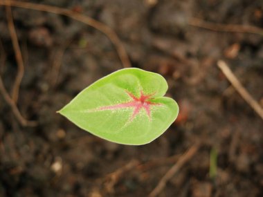 Değişik bitkiler ya da ender bulunan doğal renklerde güzel şekilli yapraklar. Popülerleşiyor ve rağbet görüyor.