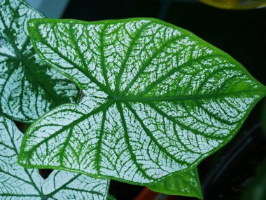 Değişik bitkiler ya da ender bulunan doğal renklerde güzel şekilli yapraklar. Popülerleşiyor ve rağbet görüyor.