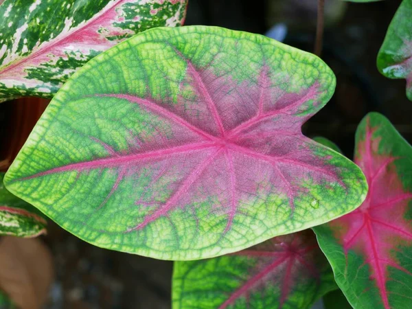 Variegerade Växter Eller Vackert Formade Blad Utomhus Sällsynta Naturliga Färger — Stockfoto
