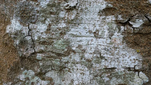 Kůra Hnědých Stromů Hrubé Povrchy Stárnoucí Kmeny Pro Vytváření Pozadí — Stock fotografie