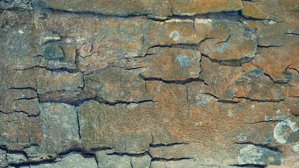 Bark Brown Trees Rough Surfaces Aging Trunks Making Backgrounds Design — Stock Photo, Image