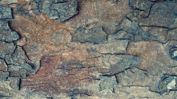 Bark Brown Trees Rough Surfaces Aging Trunks Making Backgrounds Design — Stock Photo, Image