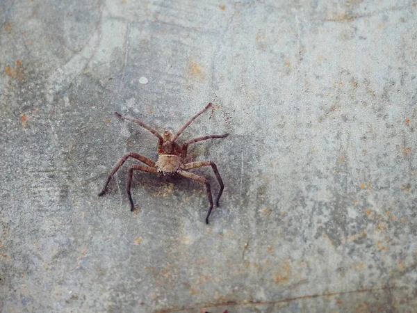 Uma Aranha Marrom Agarra Chão Uma Parede Cimento — Fotografia de Stock