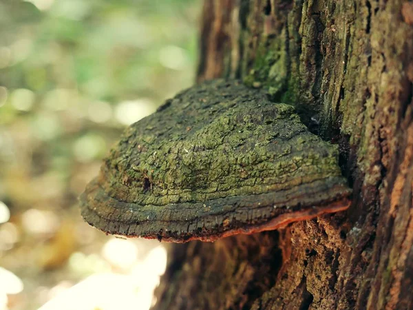 Strange Mushroom Grows Naturally Occurring Log Лицензионные Стоковые Фото