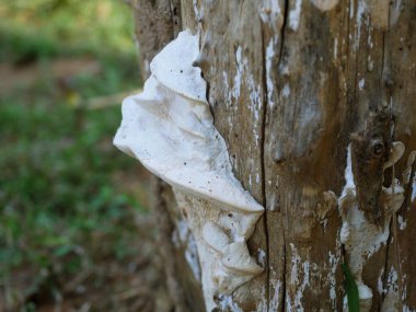 Doğal yollardan oluşan bir kütükte yetişen tuhaf bir mantar..