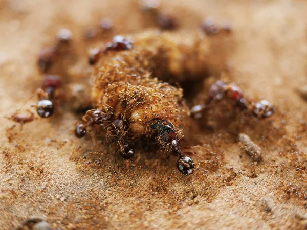 Formigas Estão Ajudando Transportar Comida Unidade — Fotografia de Stock